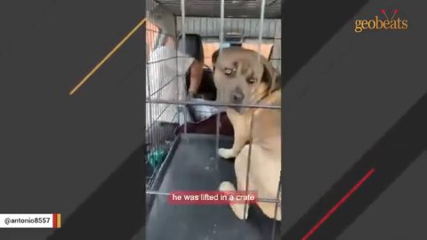 1 Amazing Rescue Story: The Heartbreaking Journey of a Gentle Soul