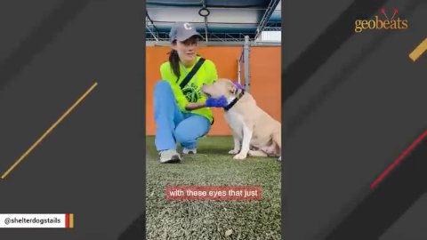 5 Miraculous Reasons This Lonely Shelter Dog Will Steal Your Heart