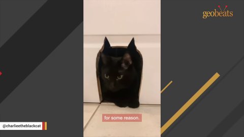 1 Amazing Black Cat Finds His Forever Home and Infinite Love