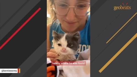 5 Miraculous Ways a Tiny Kitten Recovered Against All Odds