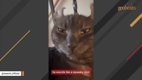 5 Amazing Reasons Why This Unique Cat Will Steal Your Heart