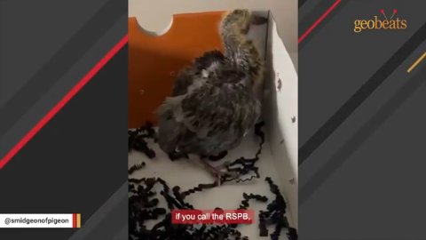 7 Heartwarming Ways This Tiny Bird Found Her Forever Home