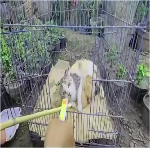 1 Heartbreaking Rescue: Earning the Trust of a Traumatized Stray Mother Cat