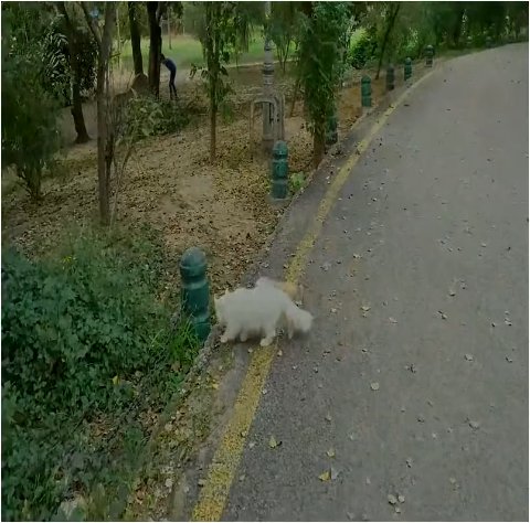 1 Amazing Rescue Mission: Saving Abandoned Kittens in the Park