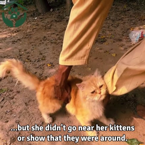 5 Heartbreaking Moments During the Emergency Rescue of Abandoned Kittens