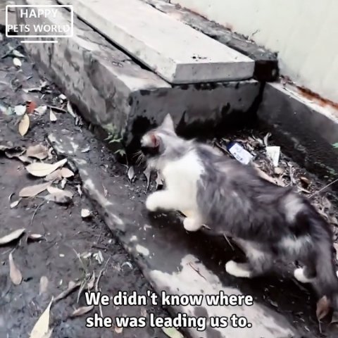 5 Heartbreaking Moments: Stray Cat Rescue Reveals a Mother’s Unwavering Love