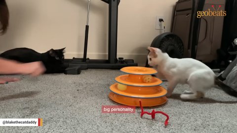 5 Heartwarming Reasons Why This Rescued Cat Named Flora Is Simply Amazing
