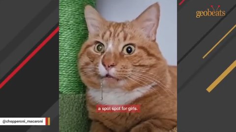 7 Heartwarming Ways This Rescue Cat Chops Found His Purpose